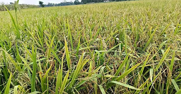 চাঁদপুরে কালবৈশাখী-শিলাবৃষ্টিতে ৪৪৫ হেক্টর জমির ফসলের ক্ষতি