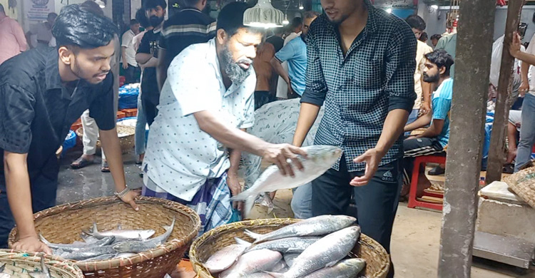 চাঁদপুরে কেজিতে ২০০ টাকা পর্যন্ত বেড়েছে ইলিশের দাম