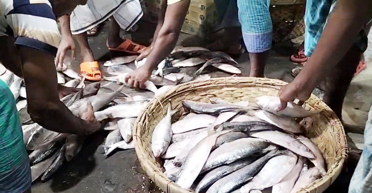 এবার ইলিশের ভরসা দক্ষিণাঞ্চল