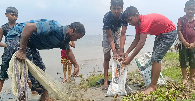 মেঘনায় ভেসে উঠছে মরা মাছ
