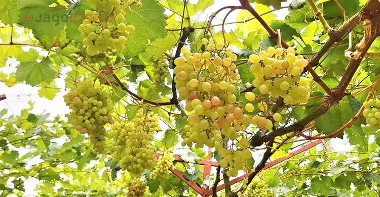 ছাদবাগান থেকে শুরু, চাঁদপুরে এখন আঙুর চাষে সম্ভাবনার নতুন দিগন্ত