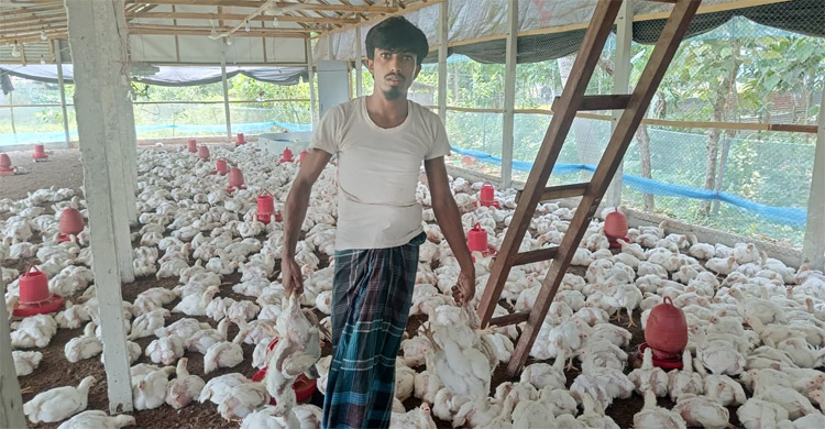 তীব্র গরমে হিটস্ট্রোকে মারা যাচ্ছে খামারের শত শত মুরগি