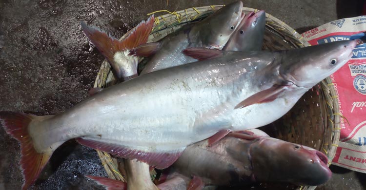 ২২ দিনের নিষেধাজ্ঞা শেষে আবারও ইলিশ শিকারে নেমেছে জেলেরা। এতে করে প্রাণচাঞ্চল্য ফিরে এসেছে চাঁদপুরের পদ্মা-মেঘনা নদী ও বড়স্টেশন মাছঘাটে