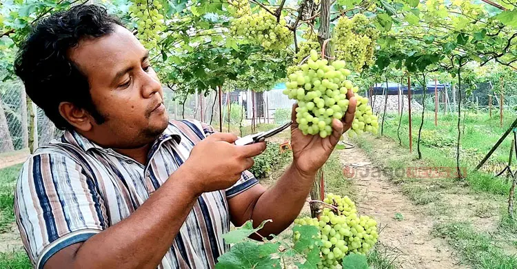 ছাদবাগান থেকে শুরু, চাঁদপুরে এখন আঙুর চাষে সম্ভাবনার নতুন দিগন্ত