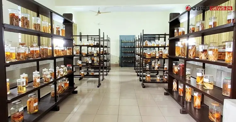 বিলুপ্ত-বিরল মাছের অনন্য সংগ্রহশালা চাঁদপুরের ফিশ মিউজিয়াম