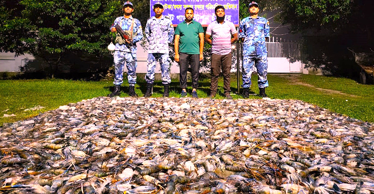 বাসে মিললো সাড়ে ২৭ মণ জেলি পুশ করা চিংড়ি