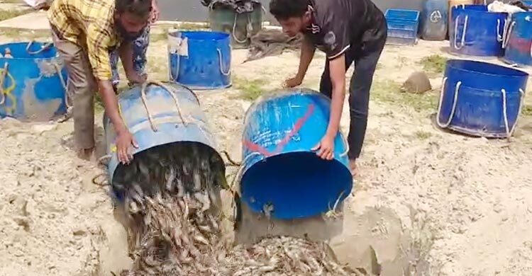 চাঁদপুরে ৫০০ কেজি জেলিযুক্ত চিংড়ি জব্দ