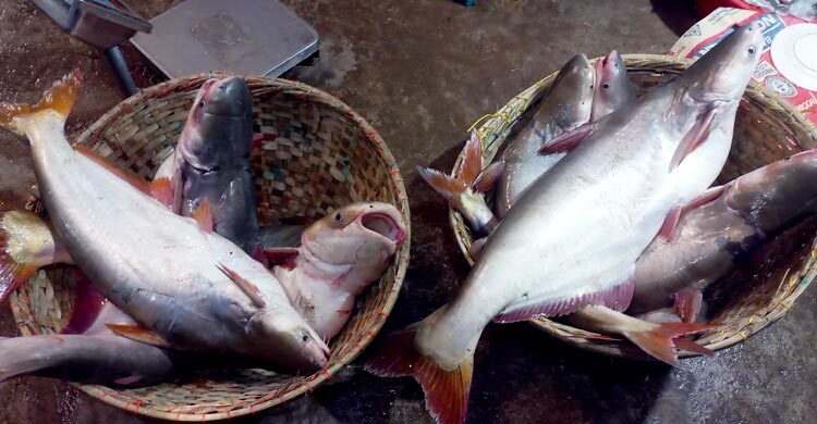 ইলিশের আড়তে পাঙাশের রাজত্ব