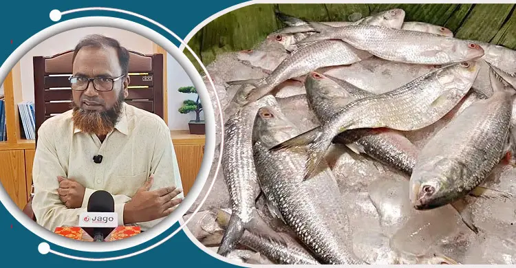 ইলিশ উৎপাদন বেড়েছে, তবে বড় চ্যালেঞ্জ টেকসই ব্যবস্থাপনা