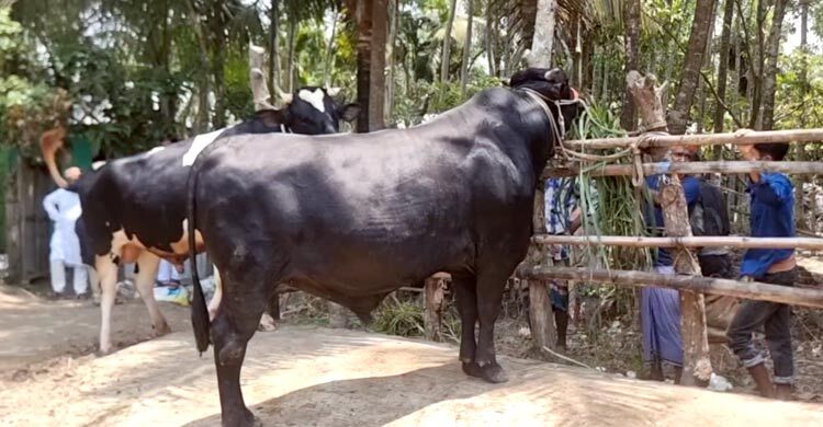 চাঁদপুরে কোরবানির হাটে নজর কাড়ছে ‘জোড়া কিং’