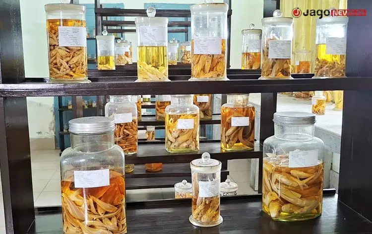 বিলুপ্ত-বিরল মাছের অনন্য সংগ্রহশালা চাঁদপুরের ফিশ মিউজিয়াম