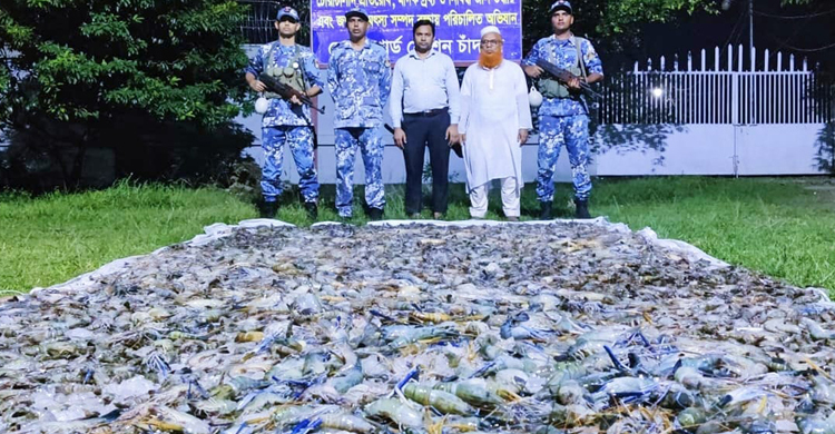 চাঁদপুরে বিষাক্ত জেলিযুক্ত হাজার কেজি চিংড়ি জব্দ