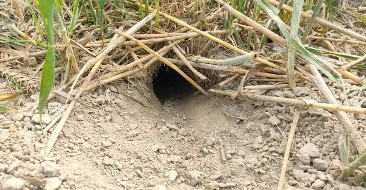 গমের জমিতে ইঁদুরের হানা, দুশ্চিন্তায় কৃষক