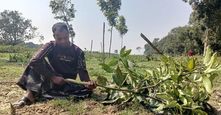 কৃষকের ৮ শতাধিক আমগাছ কেটে দিলো দুর্বৃত্তরা