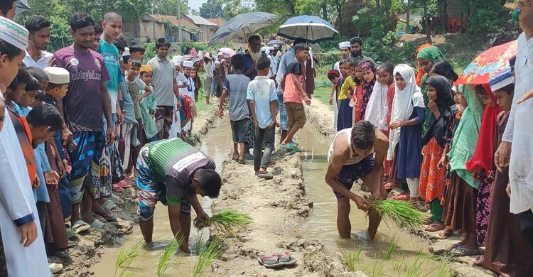 সড়কে হাঁটু পানি, ধান লাগিয়ে প্রতিবাদ স্থানীয়দের