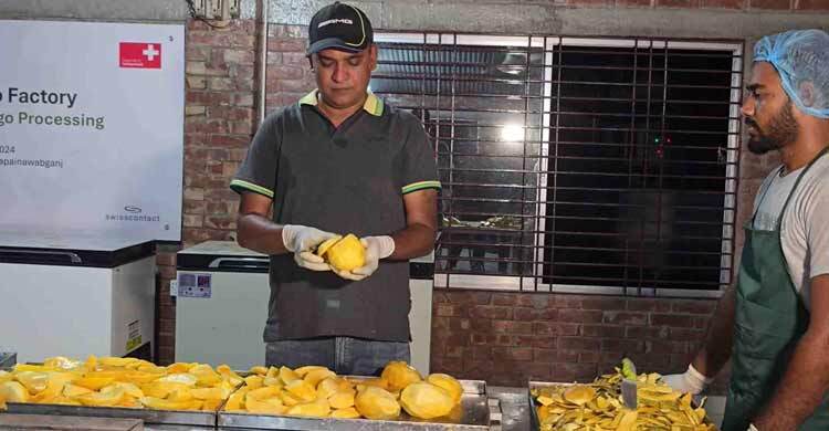 চাঁপাইনবাবগঞ্জে তৈরি হচ্ছে ড্রাই ম্যাংগো