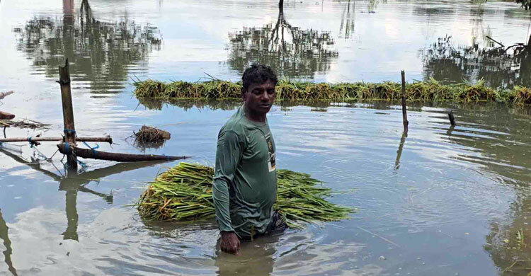 পদ্মার পানি বেড়ে তলিয়ে গেছে আড়াই হাজার হেক্টর জমির ফসল