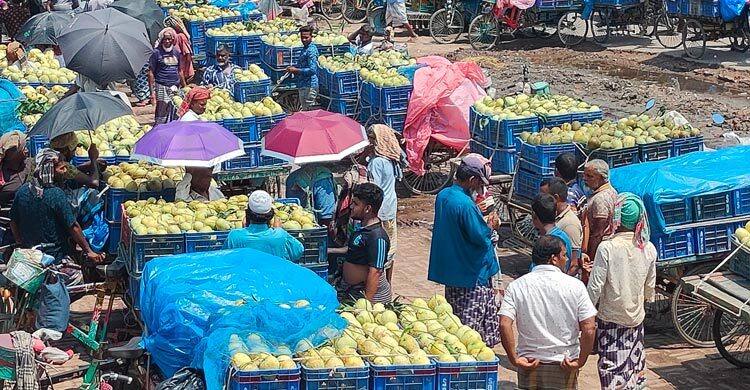 মৌসুমের শেষেও জমজমাট কানসাট আম বাজার, দাম নিয়ে হতাশা