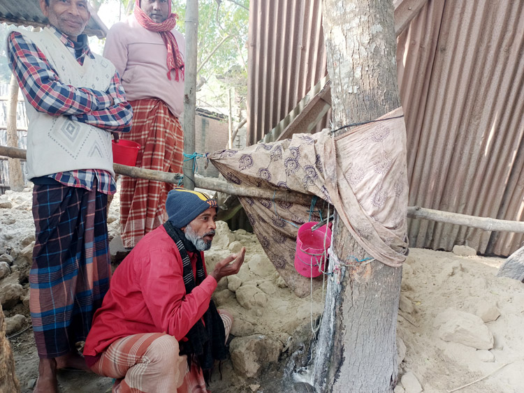 রোগমুক্তির আশায় নিমগাছের মিষ্টি রস খেতে ছুটছে মানুষ