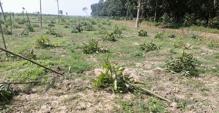 কৃষক, আম, কৃষি সংবাদ, মামলা, চাঁপাইনবাবগঞ্জকৃষকের ৮ শতাধিক আমগাছ কেটে দিলো দুর্বৃত্তরা