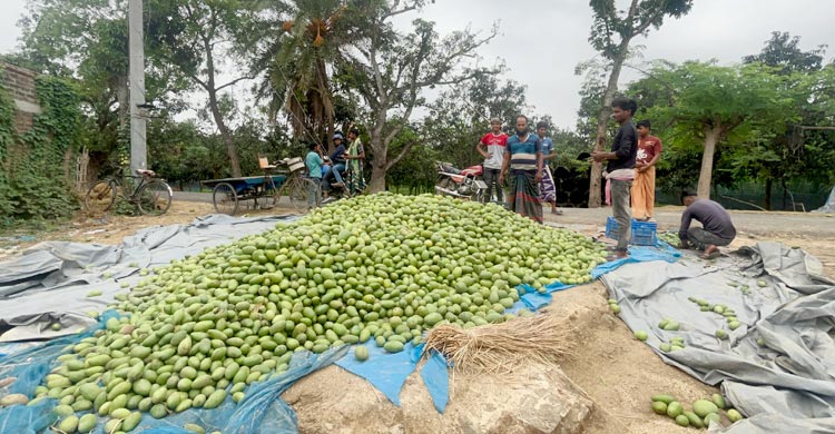 দেড়শ টাকার আম সাড়ে ৩ টাকায় বিক্রি