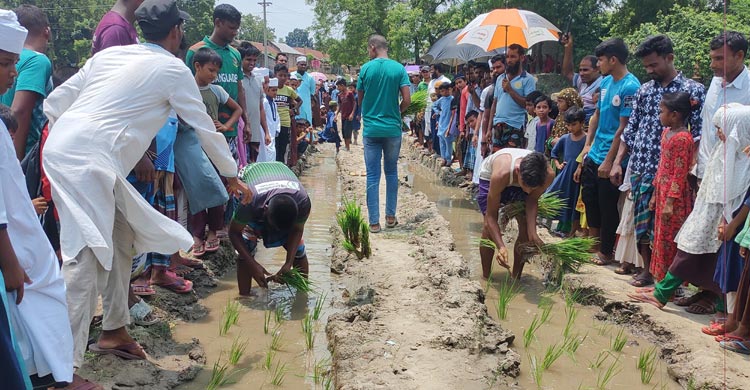 সড়কে হাঁটু পানি, ধান লাগিয়ে প্রতিবাদ স্থানীয়দের