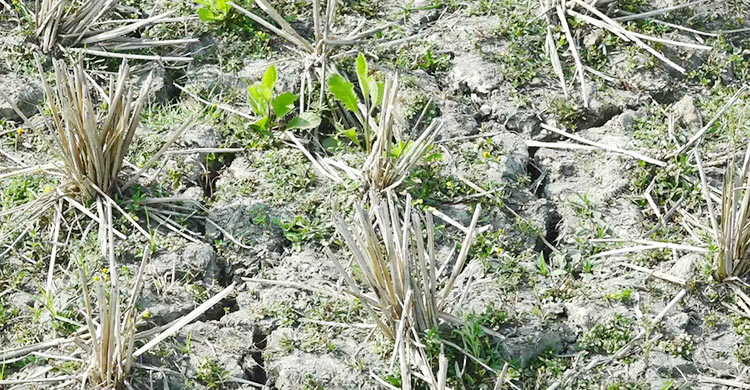নামছে পানির স্তর, সেচ-বিশুদ্ধ পানি সংকটে বরেন্দ্র অঞ্চল