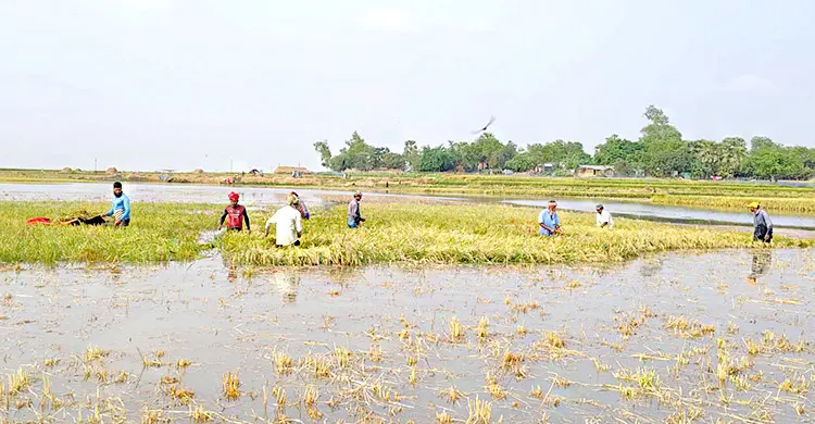 উজানের ঢলে তলিয়ে গেলো সাড়ে ৪০০ বিঘা জমির ধান