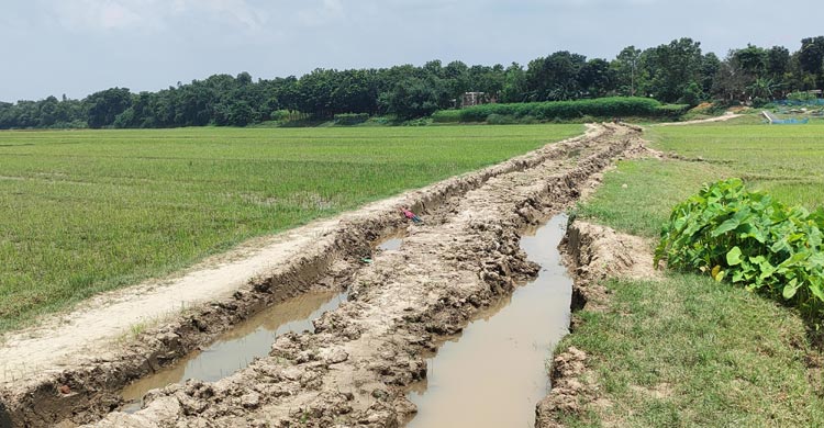 সড়কে হাঁটু পানি, ধান লাগিয়ে প্রতিবাদ স্থানীয়দের