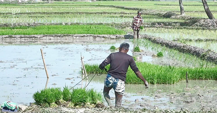 নামছে পানির স্তর, সেচ-বিশুদ্ধ পানি সংকটে বরেন্দ্র অঞ্চল