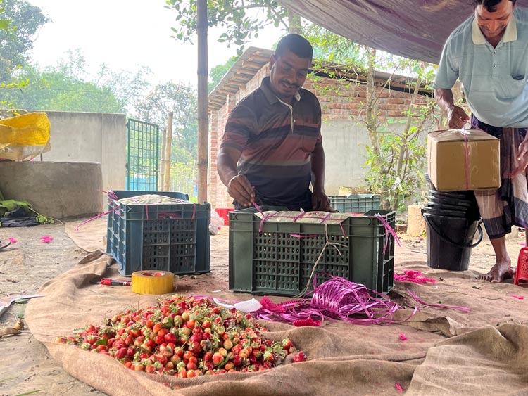 তেলের অভাবে মিলছে না গাড়ি, মাঠেই পড়ে থাকছে স্ট্রবেরি