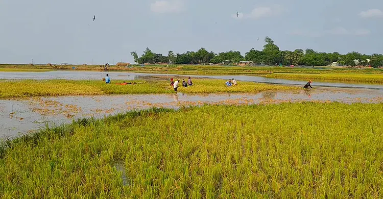 উজানের ঢলে তলিয়ে গেলো সাড়ে ৪০০ বিঘা জমির ধান