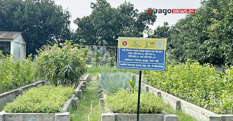উদ্যানতত্ত্ব গবেষণা কেন্দ্রে ৩৬ বছরে ১৬ জাতের আম উদ্ভাবন