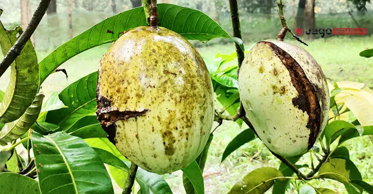 মাছির ‘পেটে’ ১০০ কোটি টাকার ফজলি আম