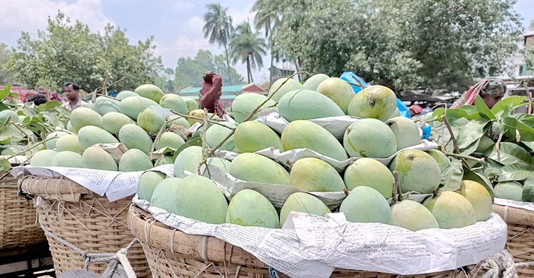 দ্বিগুণেরও বেশি আম রপ্তানিতে লাভবান চাষিরা
