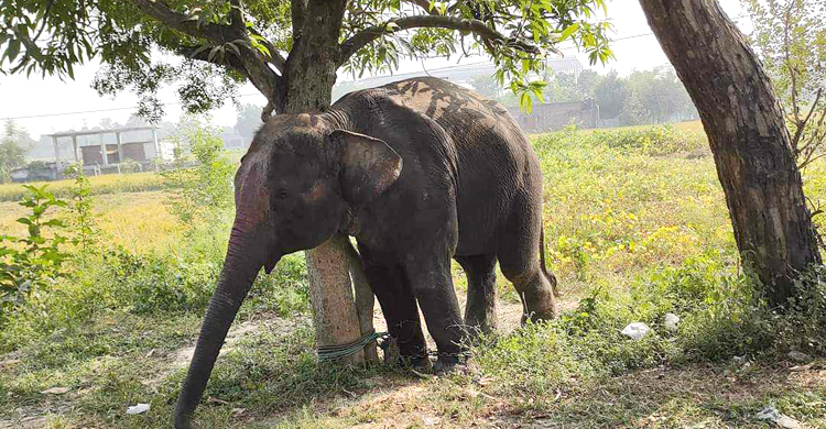 সার্কাসের হাতির আক্রমণে প্রাণ গেলো শিশুর