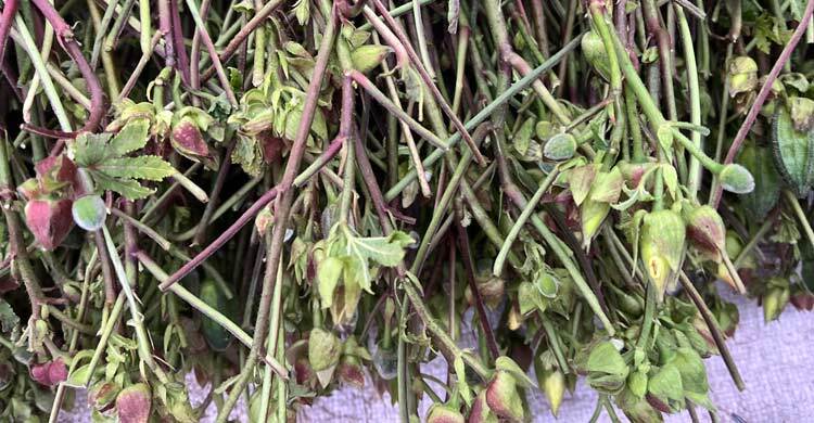 চাহিদা বেড়েছে লতাকস্তুরি গাছের, বিক্রি হচ্ছে চড়া দামে