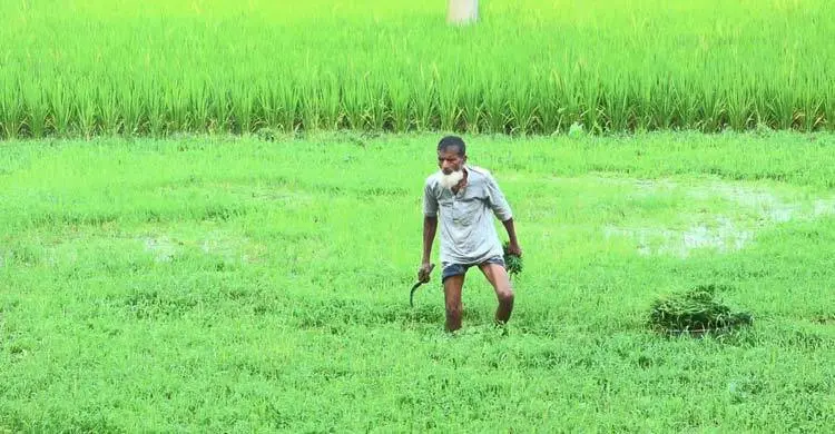 পানির অভাব কাটিয়ে চাঁপাইনবাবগঞ্জে কৃষিতে বৈপ্লবিক পরিবর্তন