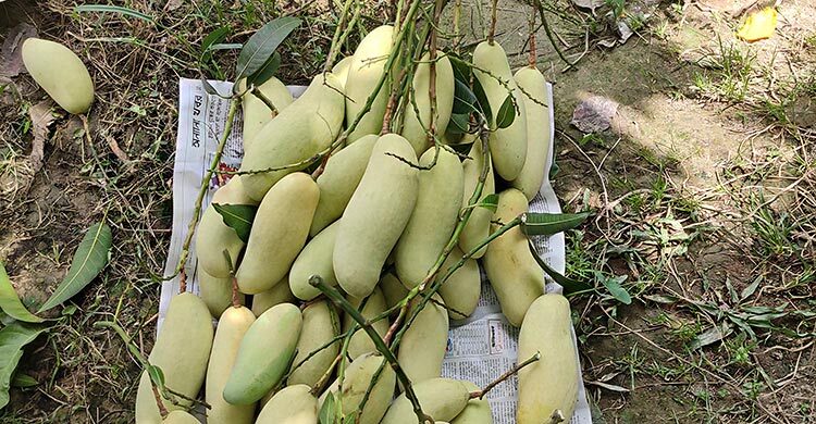 চাঁপাইনবাবগঞ্জ থেকে ইতালি গেলো দুই টন খিরসাপাত ও ব্যানানা ম্যাংগো