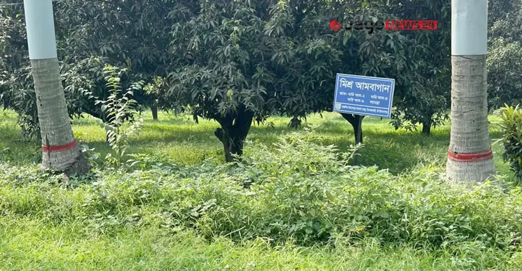 উদ্যানতত্ত্ব গবেষণা কেন্দ্রে ৩৬ বছরে ১৬ জাতের আম উদ্ভাবন