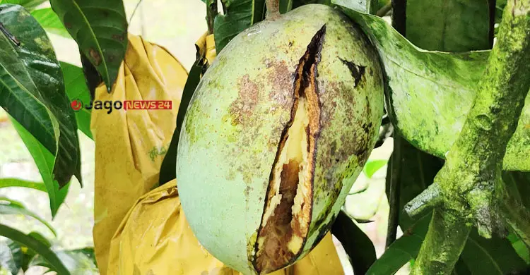 মাছির ‘পেটে’ ১০০ কোটি টাকার ফজলি আম