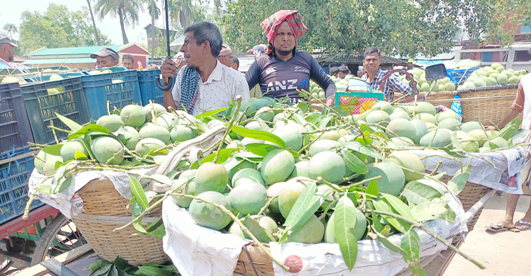 দ্বিগুণেরও বেশি আম রপ্তানিতে লাভবান চাষিরা