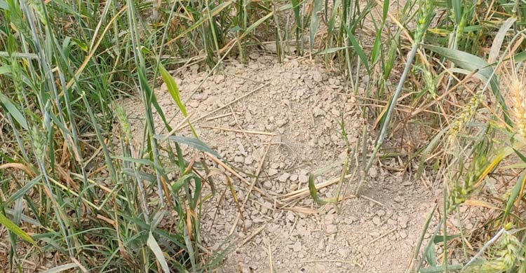 গমের জমিতে ইঁদুরের হানা, দুশ্চিন্তায় কৃষক