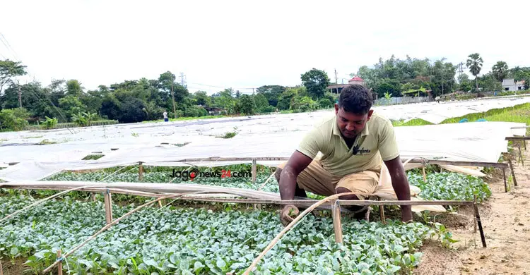 কুমিল্লায় ২২ কোটি টাকার সবজির চারা বিক্রির আশা