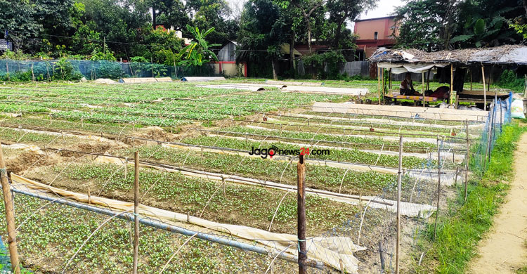 কুমিল্লায় ২২ কোটি টাকার সবজির চারা বিক্রির আশা