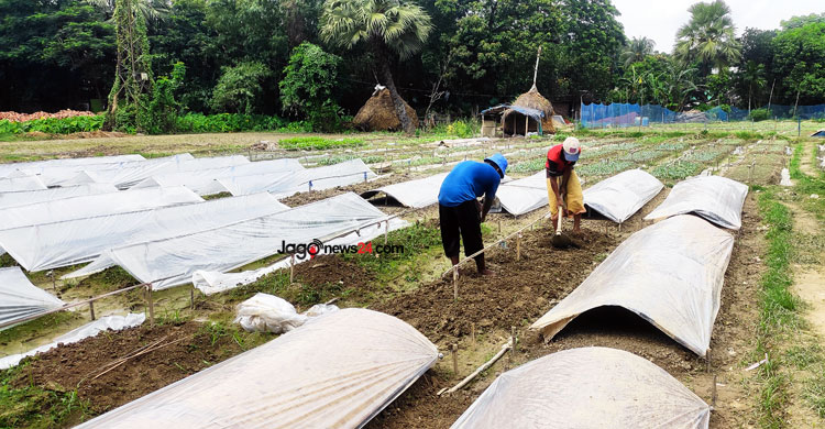 কুমিল্লায় ২২ কোটি টাকার সবজির চারা বিক্রির আশা