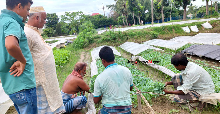 কুমিল্লায় ২২ কোটি টাকার সবজির চারা বিক্রির আশা