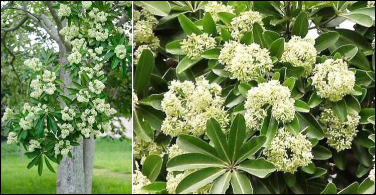 চট্টলায় ছাতিম-জড়ানো হেমন্ত সন্ধ্যা