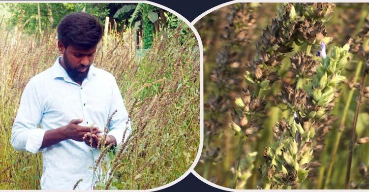 মরু অঞ্চলের ‘চিয়া সিড’ চাষে শেরপুরে নতুন সম্ভাবনা