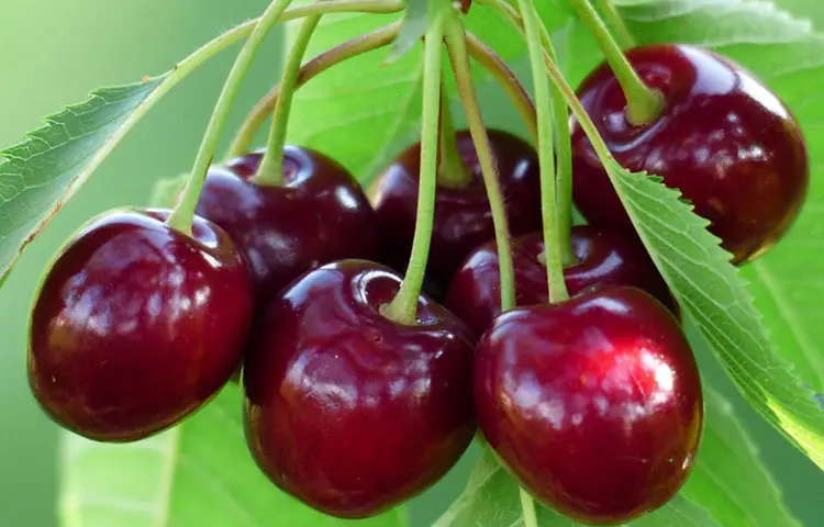 দাঁত সুস্থ রাখতে যেসব ফল খাওয়ায় লাগাম টানাই ভালো